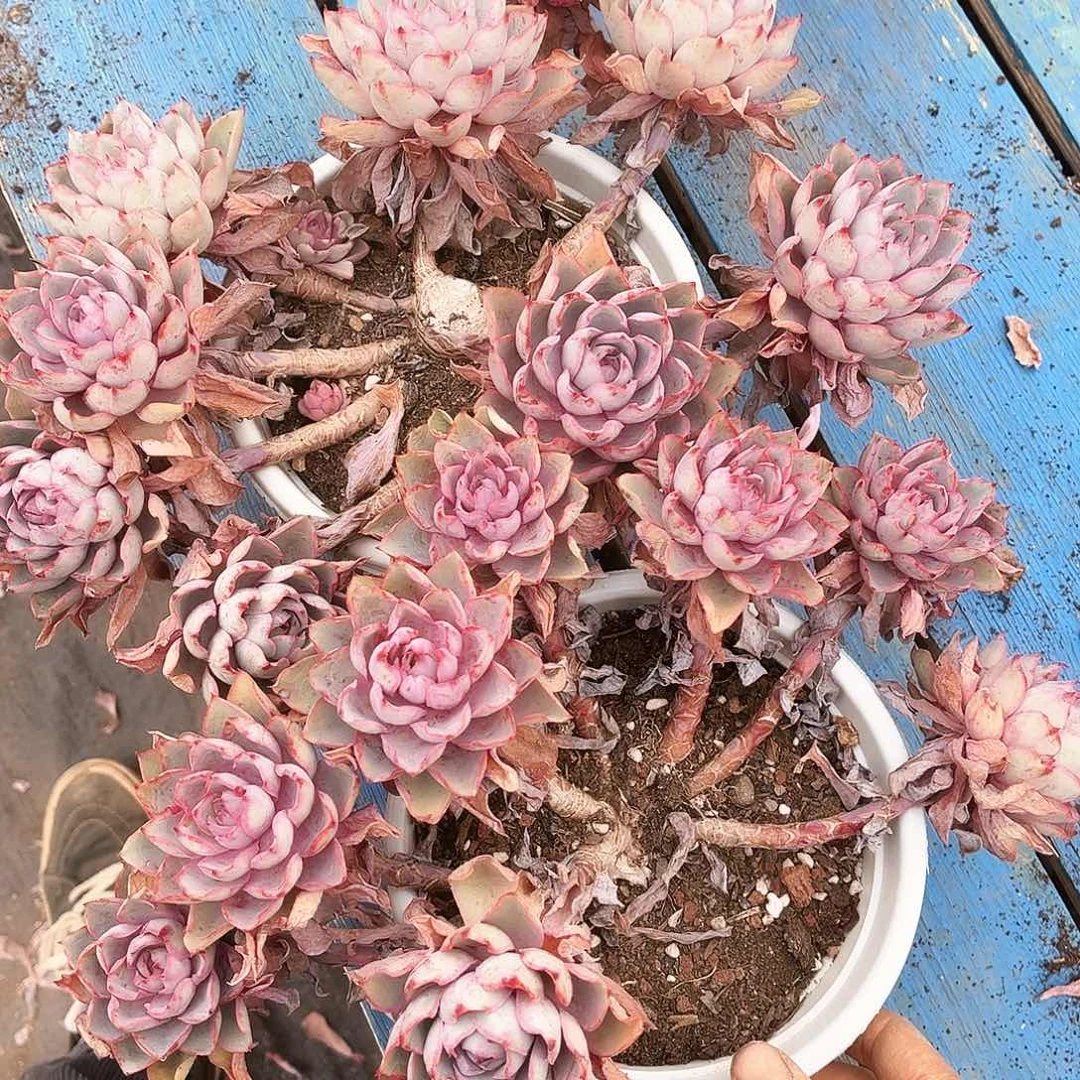 庄**宝赫拉2颗28多肉植物