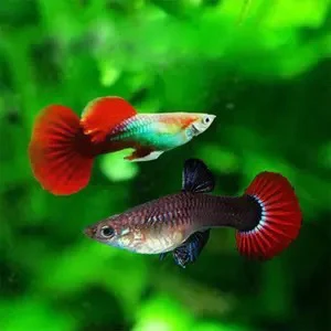精品观赏鱼 紫鳞巴西红扇