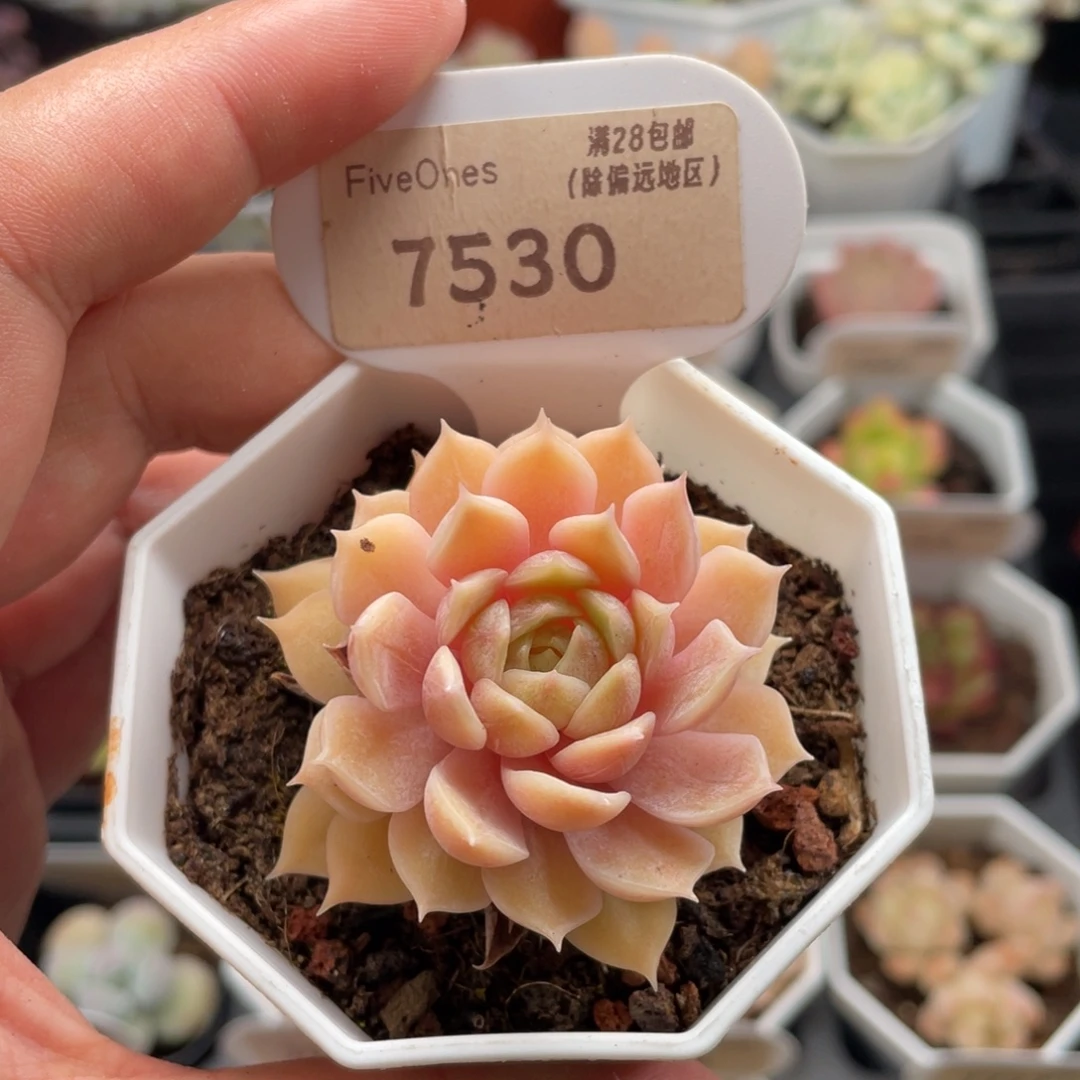 昂斯诺7530-5厘米