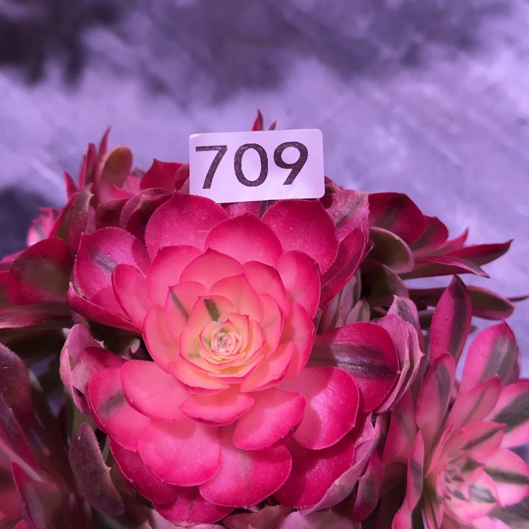 多肉植物法师倾城709