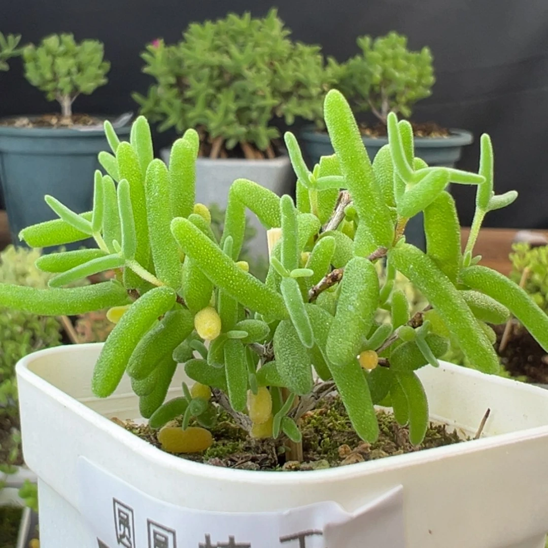 【闪购商品】dy2422彩虹卷锦盆口5cm