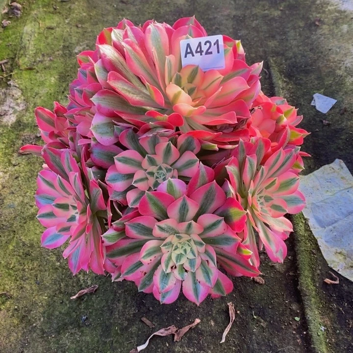 女巫多肉植物421