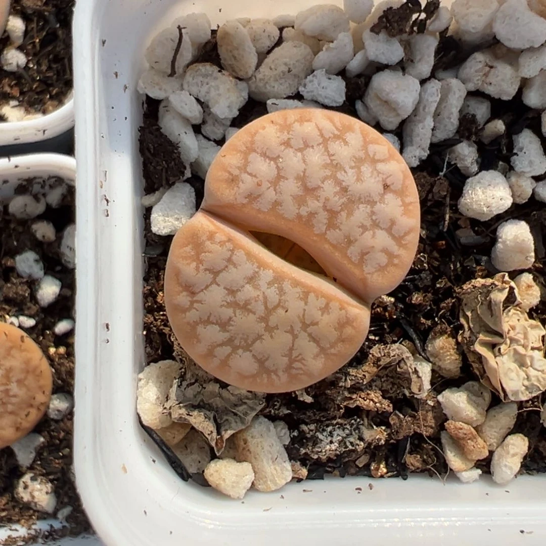 【闪购商品】612……