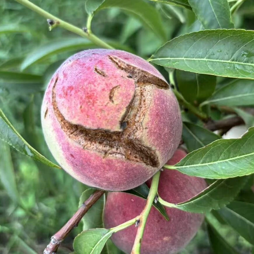 【爆炸裂口桃】正宗青州蜜桃脆甜离核山桃狗屎桃小毛桃子小时候味道
