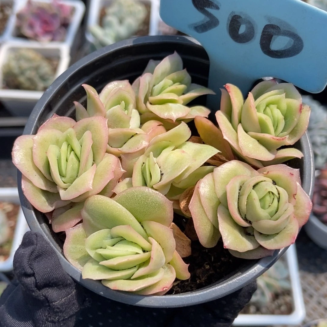 500冰玫瑰多肉植物^_^