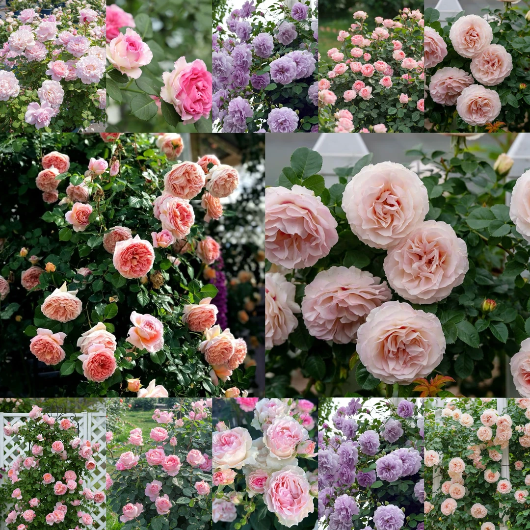 藤本月季花营养土杯苗大花浓香多季开花庭院地栽阳台