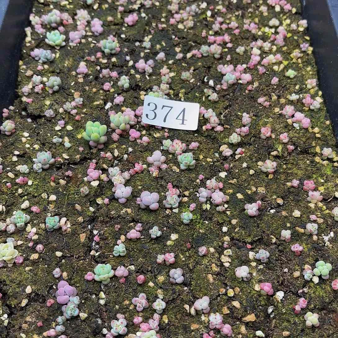 觅*踪多肉植物多肉植物374