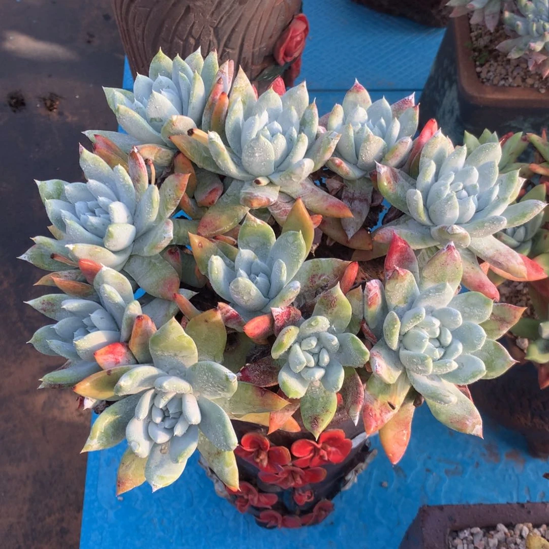 大脸宽叶阿金尼，2月8日发货多肉