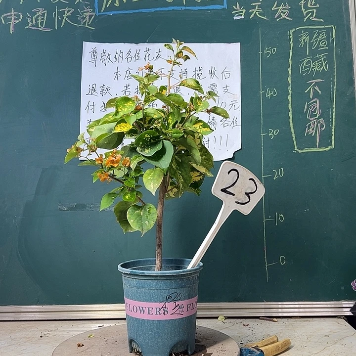 当前无花栽培后可以开花 金心龙舌 23