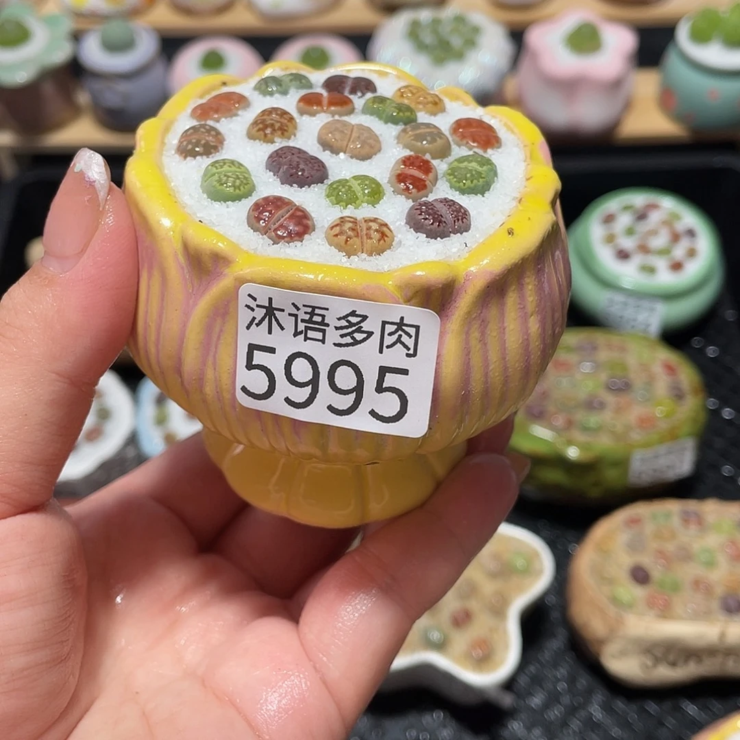 ʟ****带盆土植物 一物一拍5995