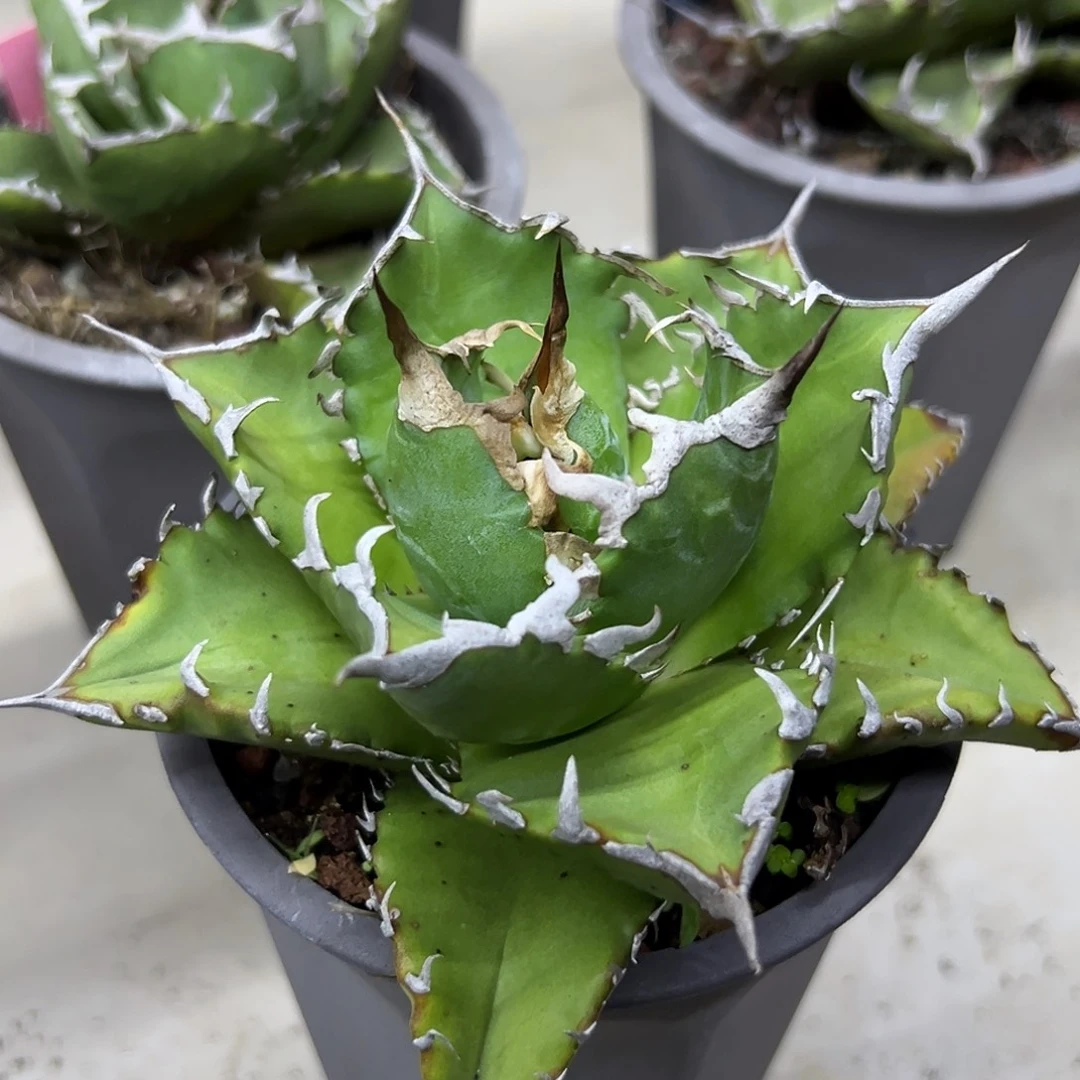 老白鲸一物一拍偏远不包邮不退不换