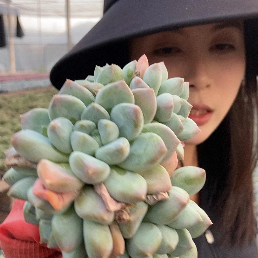 胖体奶糖三头白盆随机发货