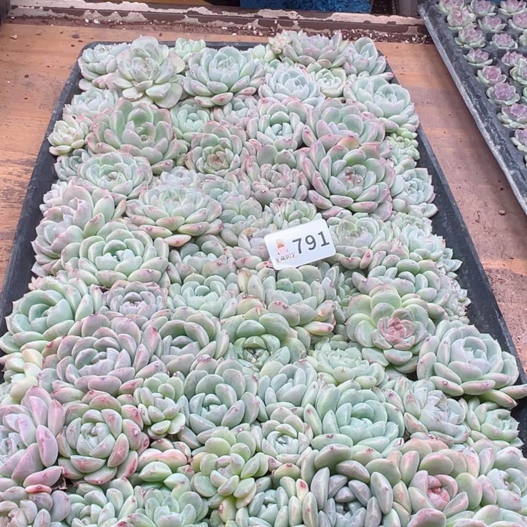 @***?多肉植物多肉植物