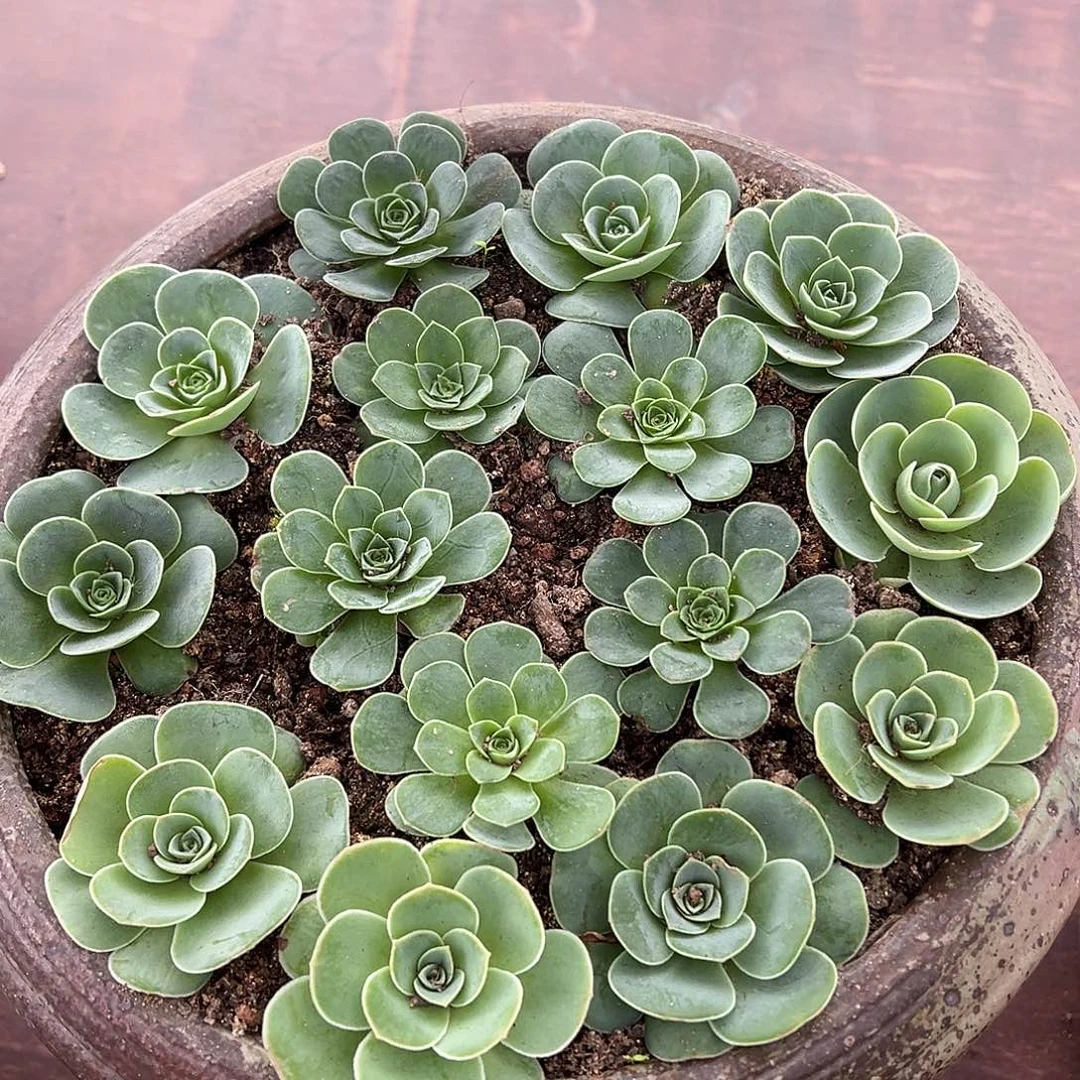 糖糖001 十颗混合品种 3㎝冠幅 组合套餐