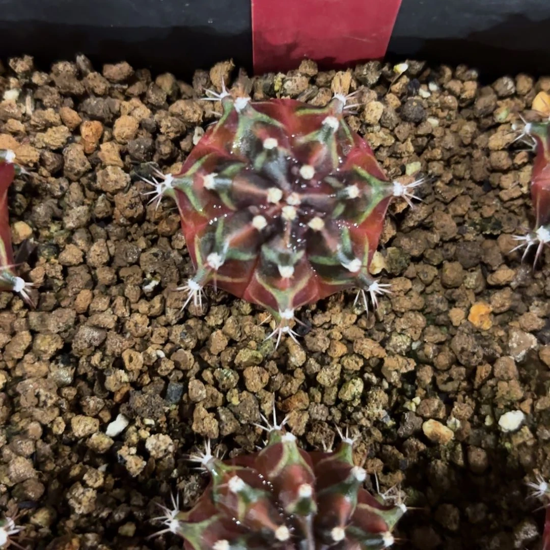 213-1125泰国发货多肉