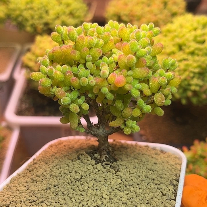 无花朵813金桔糖球