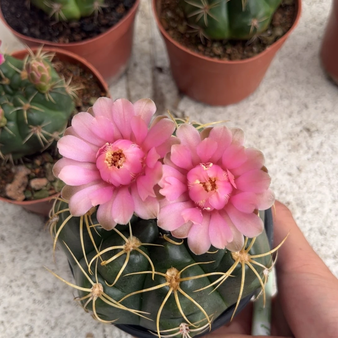 圆***?实生美花海王仙人球