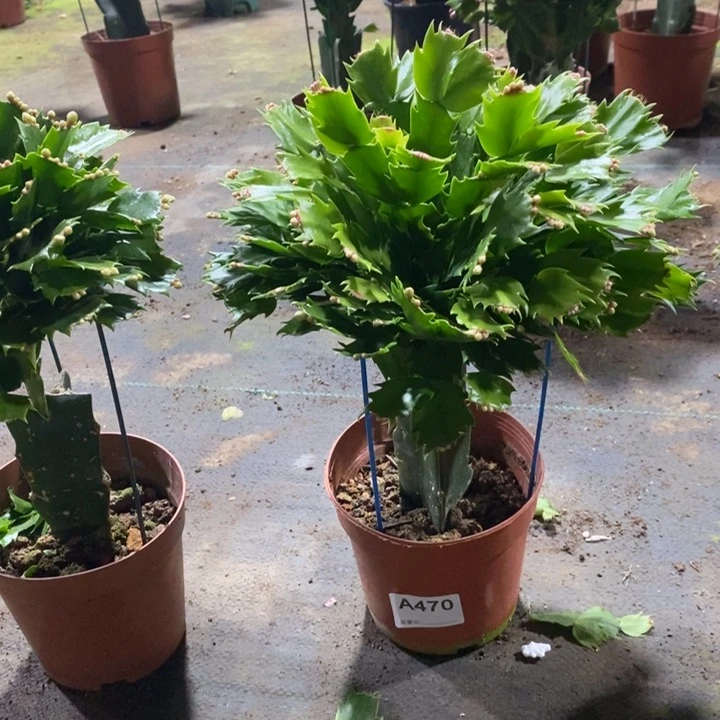 当前无花栽培后可以开花y**g470白玛丽