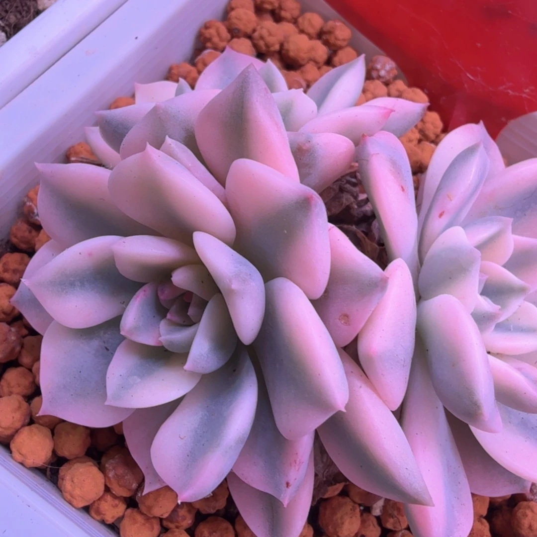 多肉植物 多肉植物