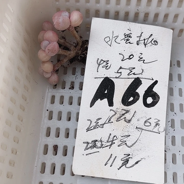 杰****?66密密麻麻买买买