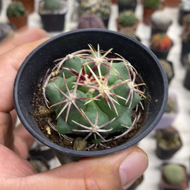 糖***圆实生大红鹰特价福利