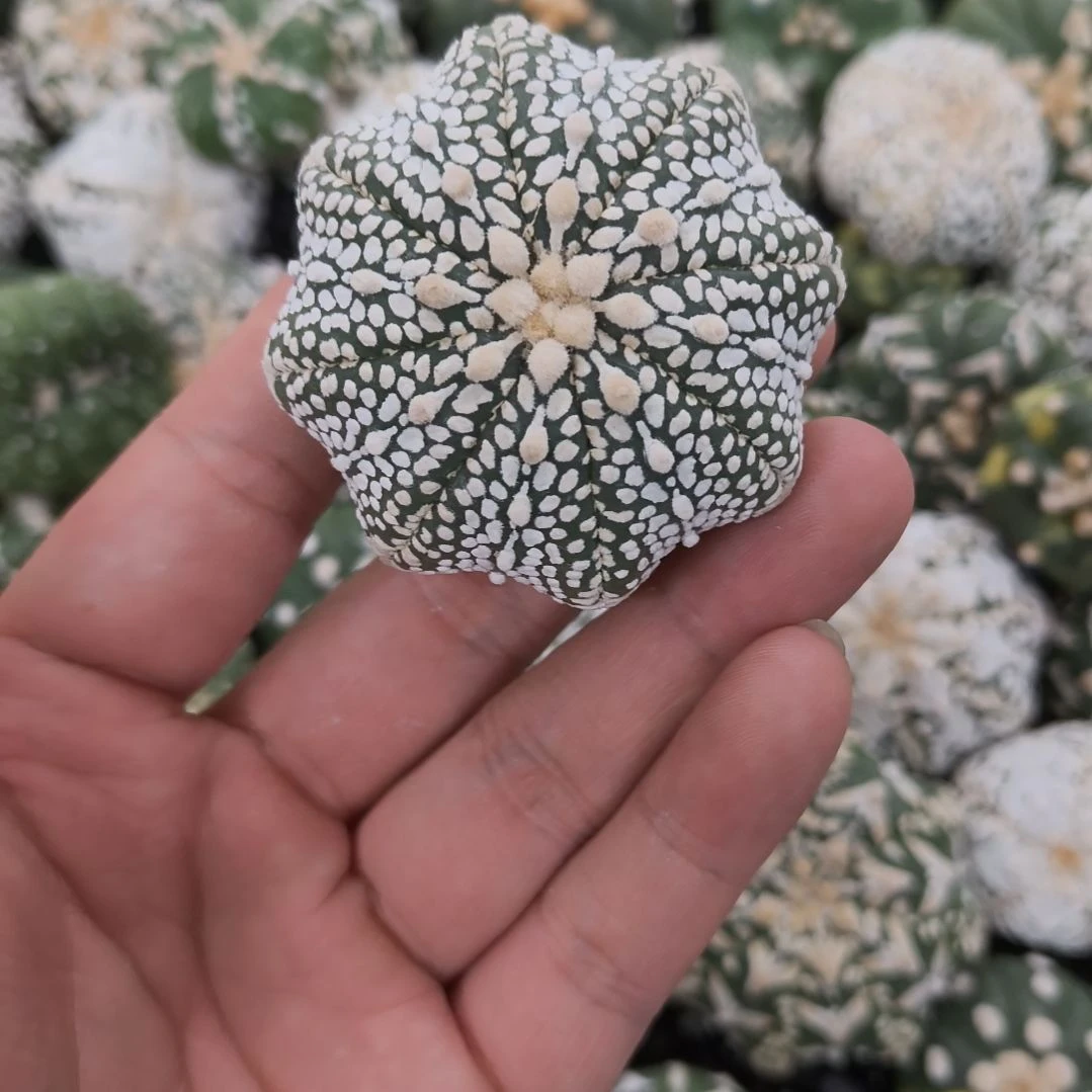 米字连线海星体兜兜