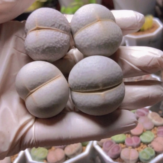 2678，2.7-2.8厘米如图