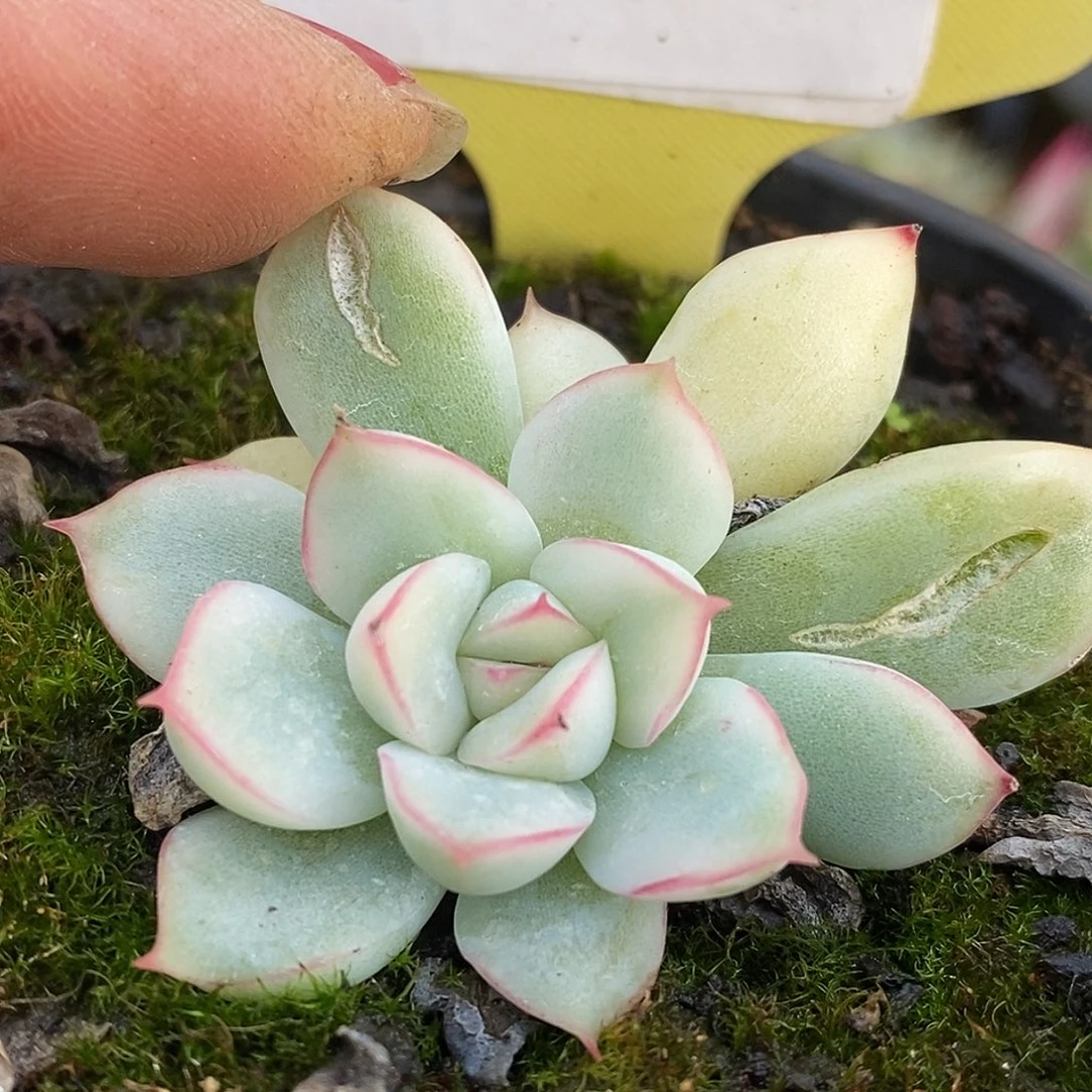 310侧牙哈哈哈哈哈荷花