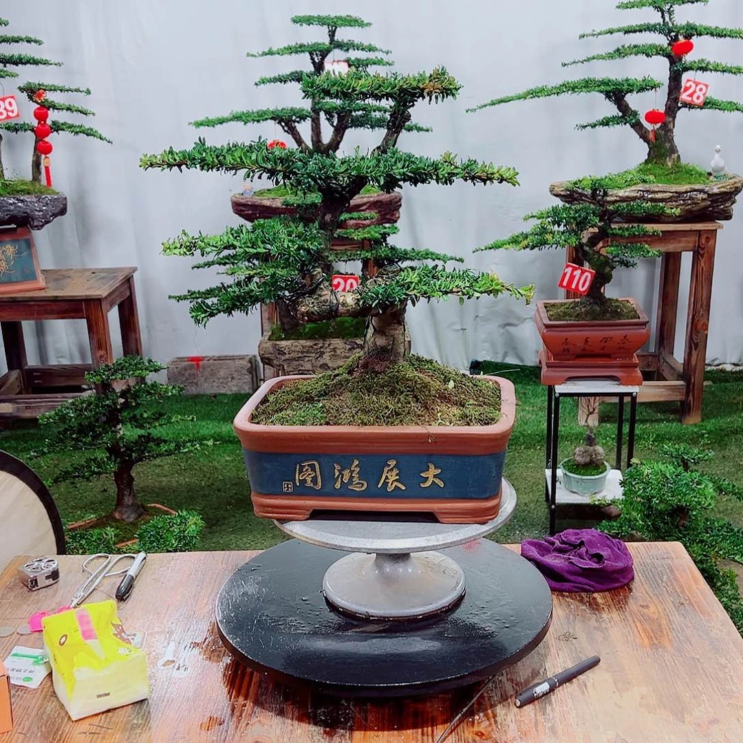 罗汉松小老桩红芽罗汉松