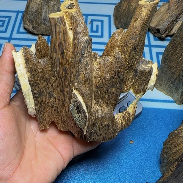 木紫奇树心虫漏88克