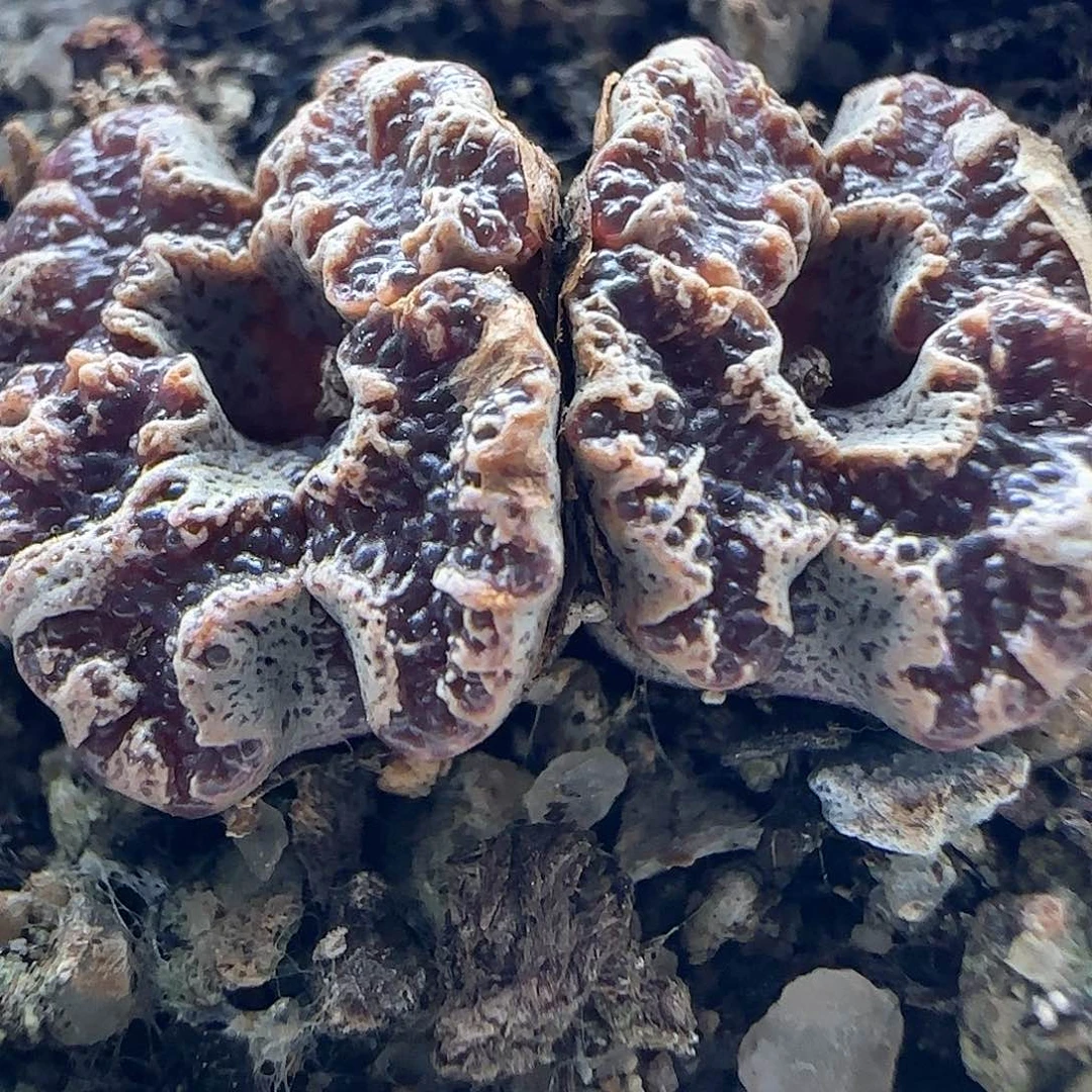 清棚大甩卖啦43023