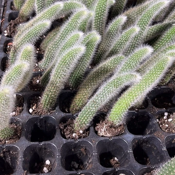 小九尾狐一元一颗