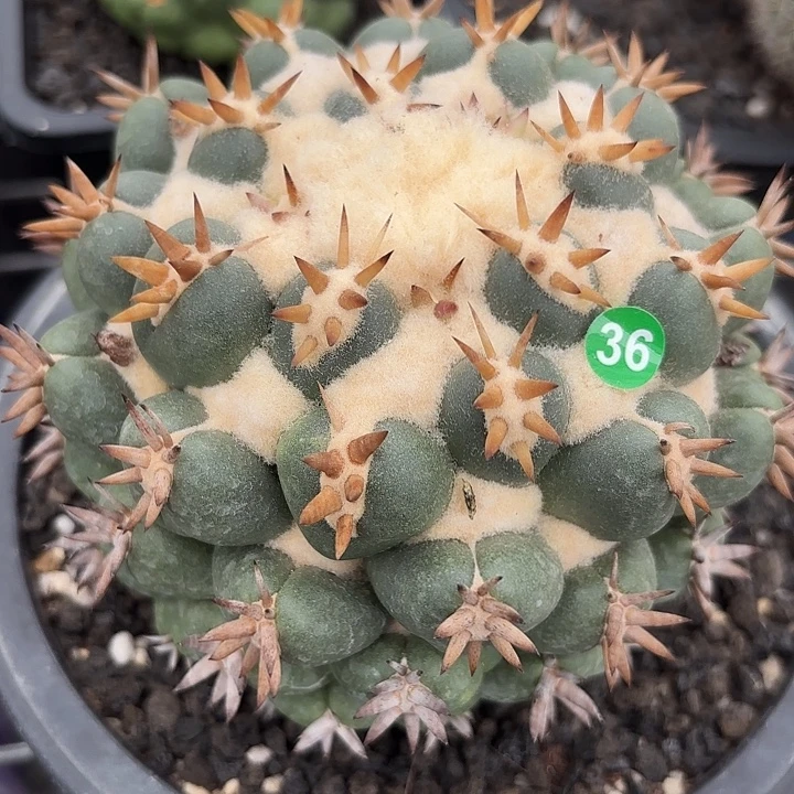 抖***抖袖蒲苗接落地仙人球36