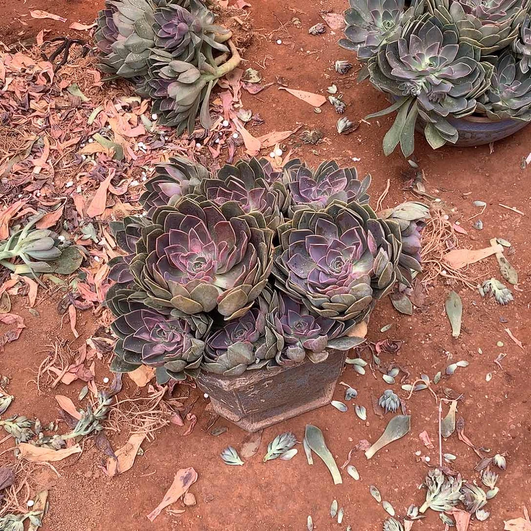 巨无霸琼斯49 多肉植物量拍