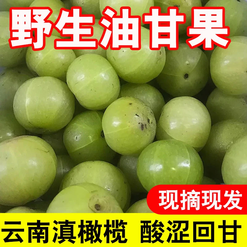 云南滇橄榄新鲜采摘野生青皮生吃回甘泡酒酸味当季水果油甘余柑子