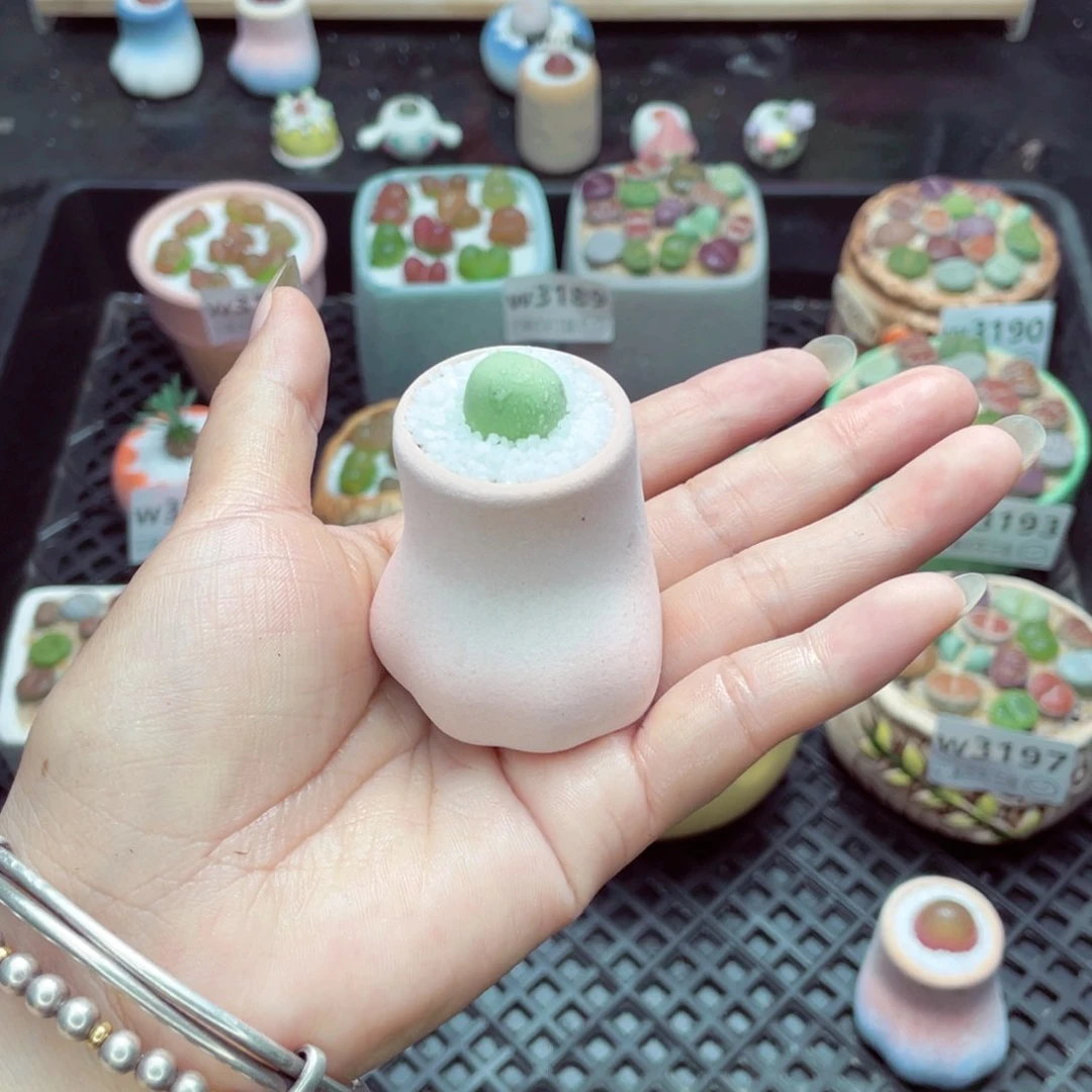黑*石w3199 带盆土发货一物一拍