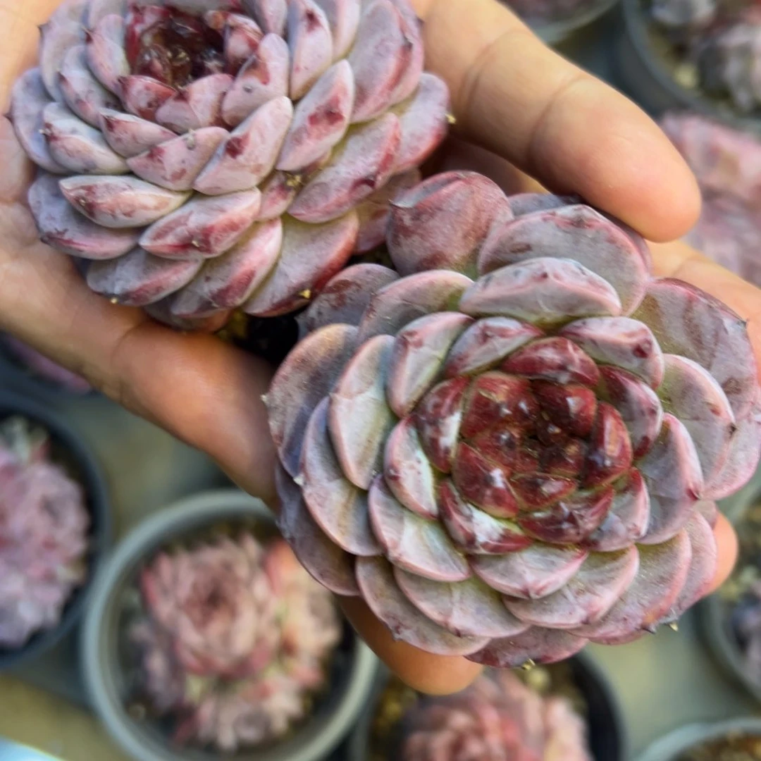 天鹅绒单头贼好看