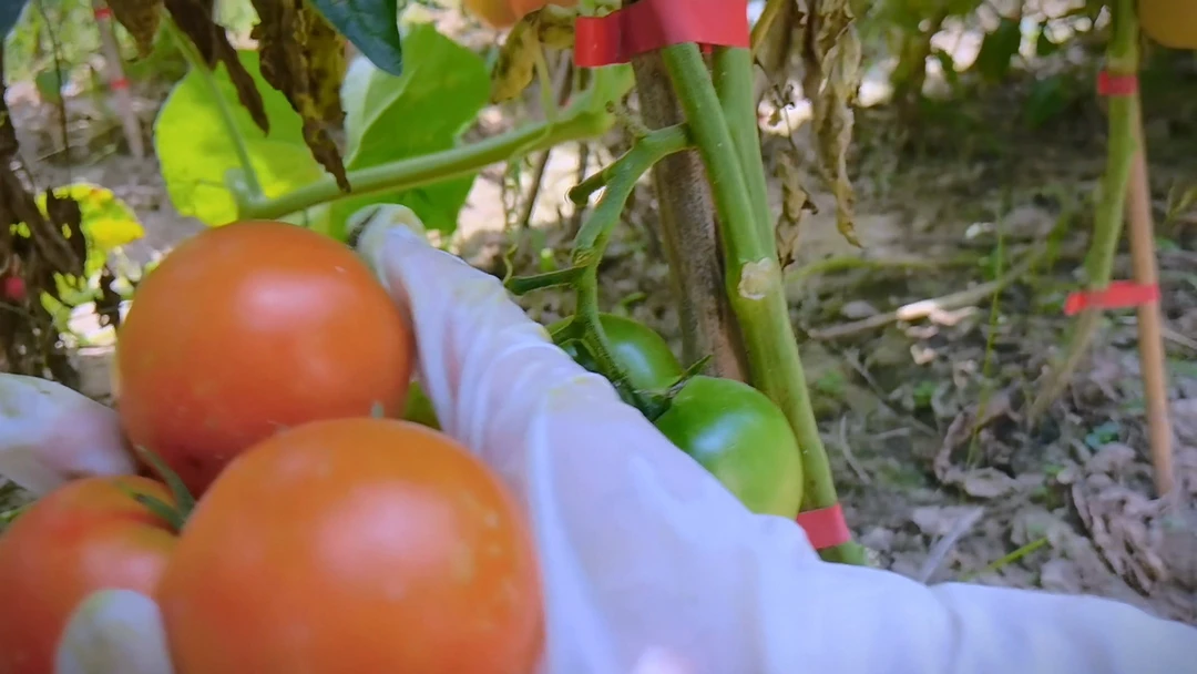 洋子家自产露天西红柿，新鲜好吃，现摘现发