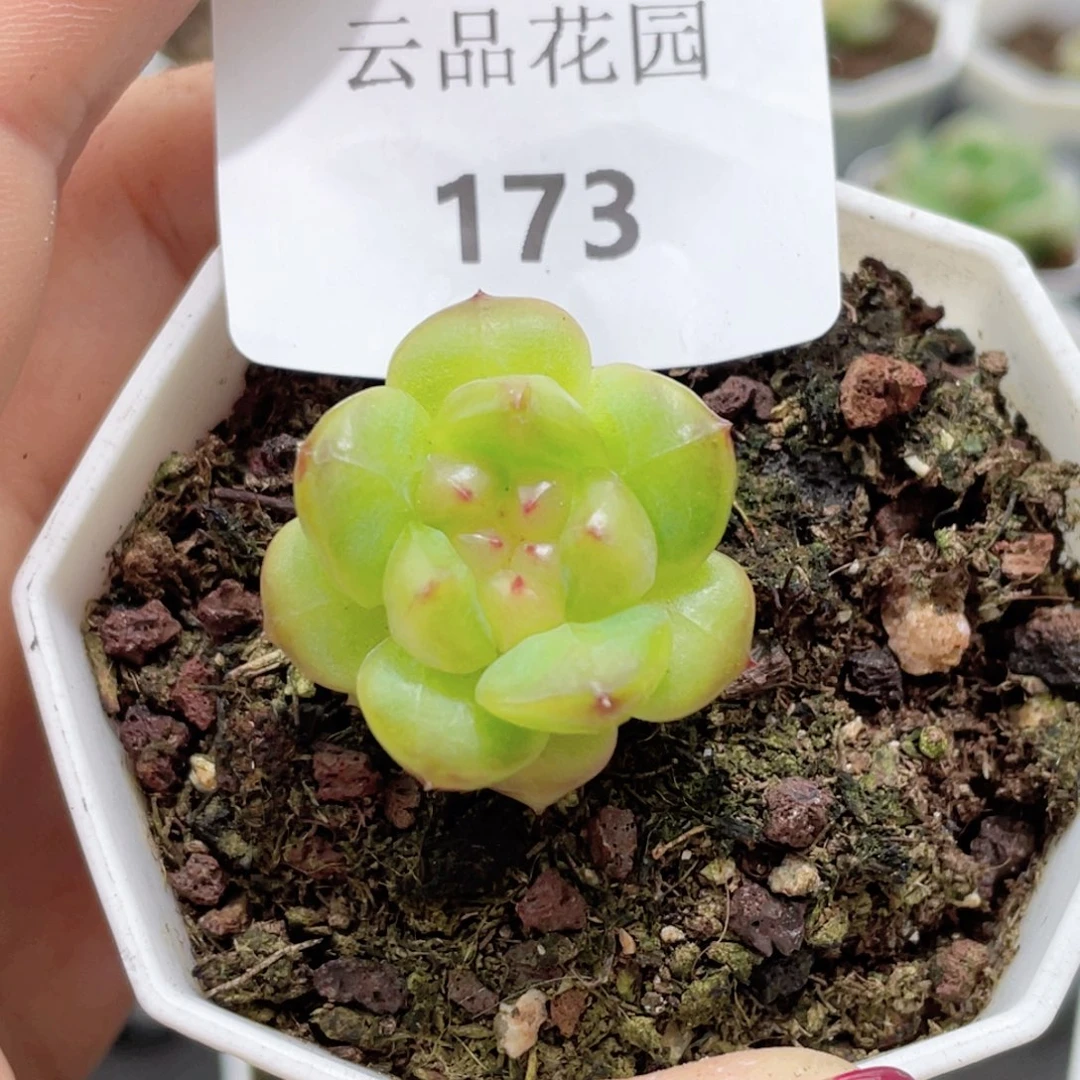 173号糖心冰心珍妮