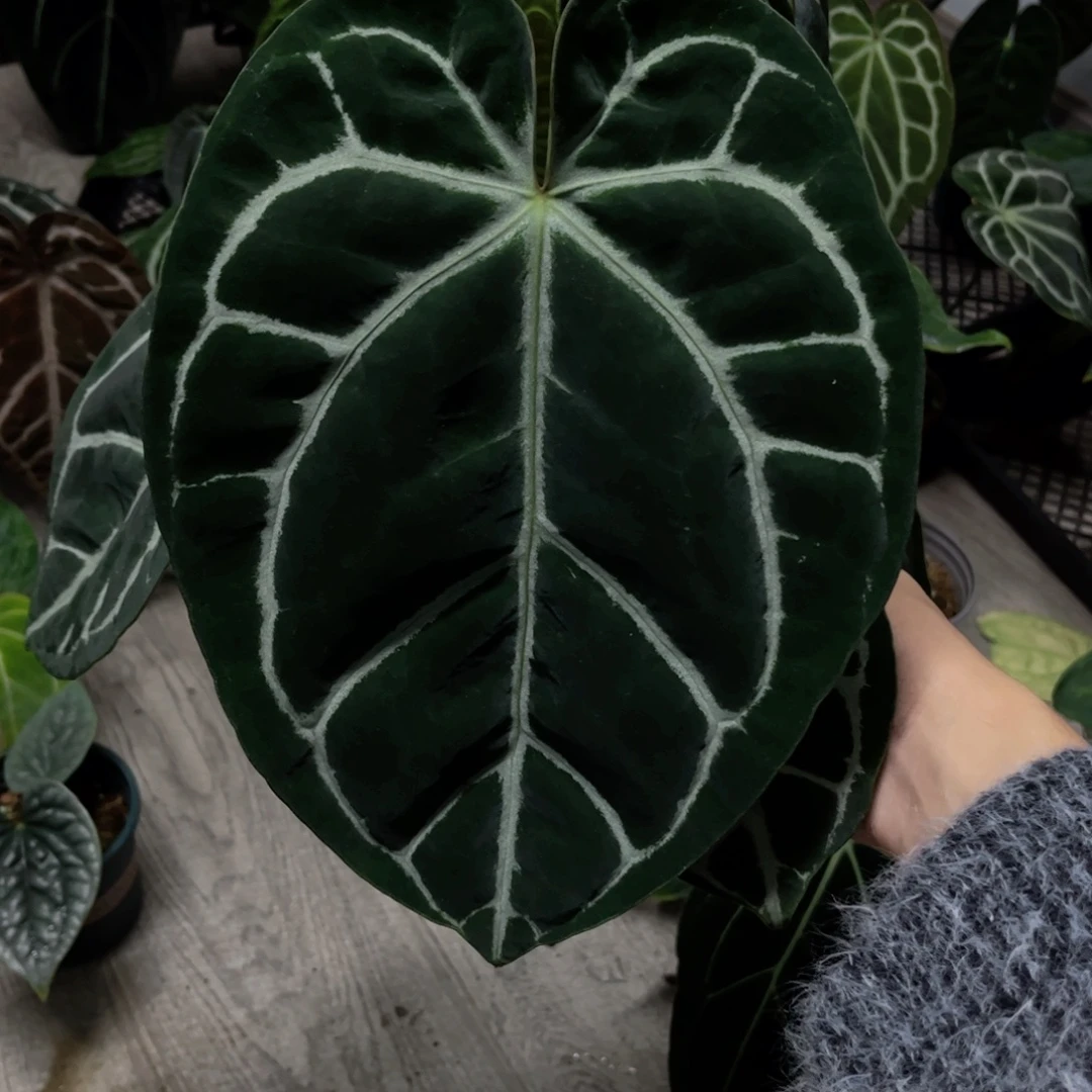 完全开放哥伦比亚黑水晶