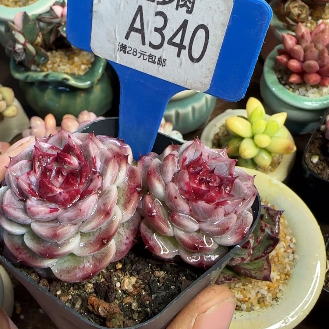 糖**脊植物天鹅绒两颗小单头