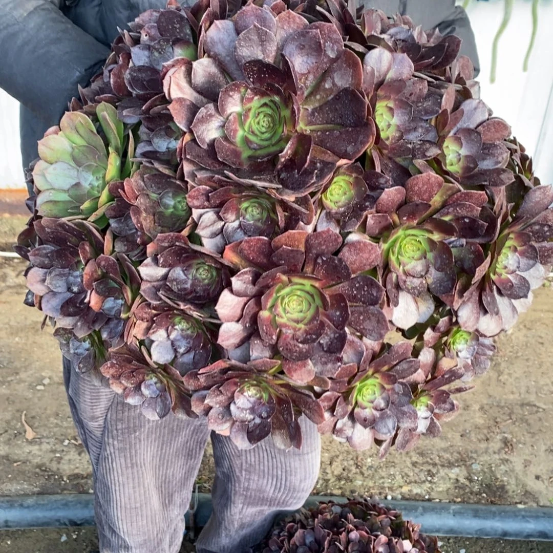 不开花植物173号万圣节1颗多肉