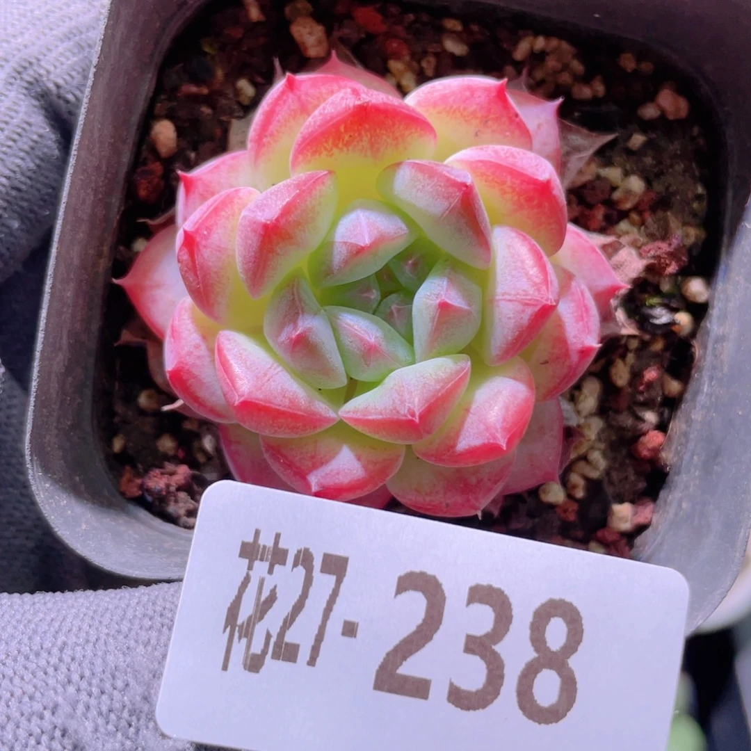 花利美27-238白桃汽水