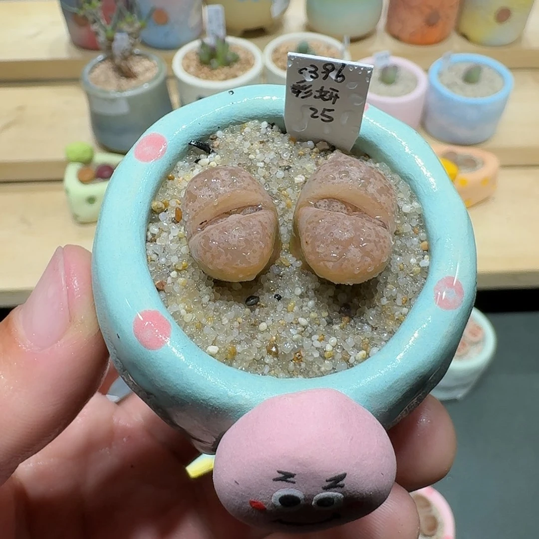 红陶蘑菇782彩研