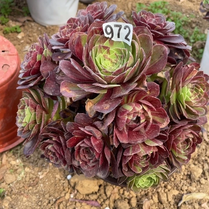 972多肉植物花月夜