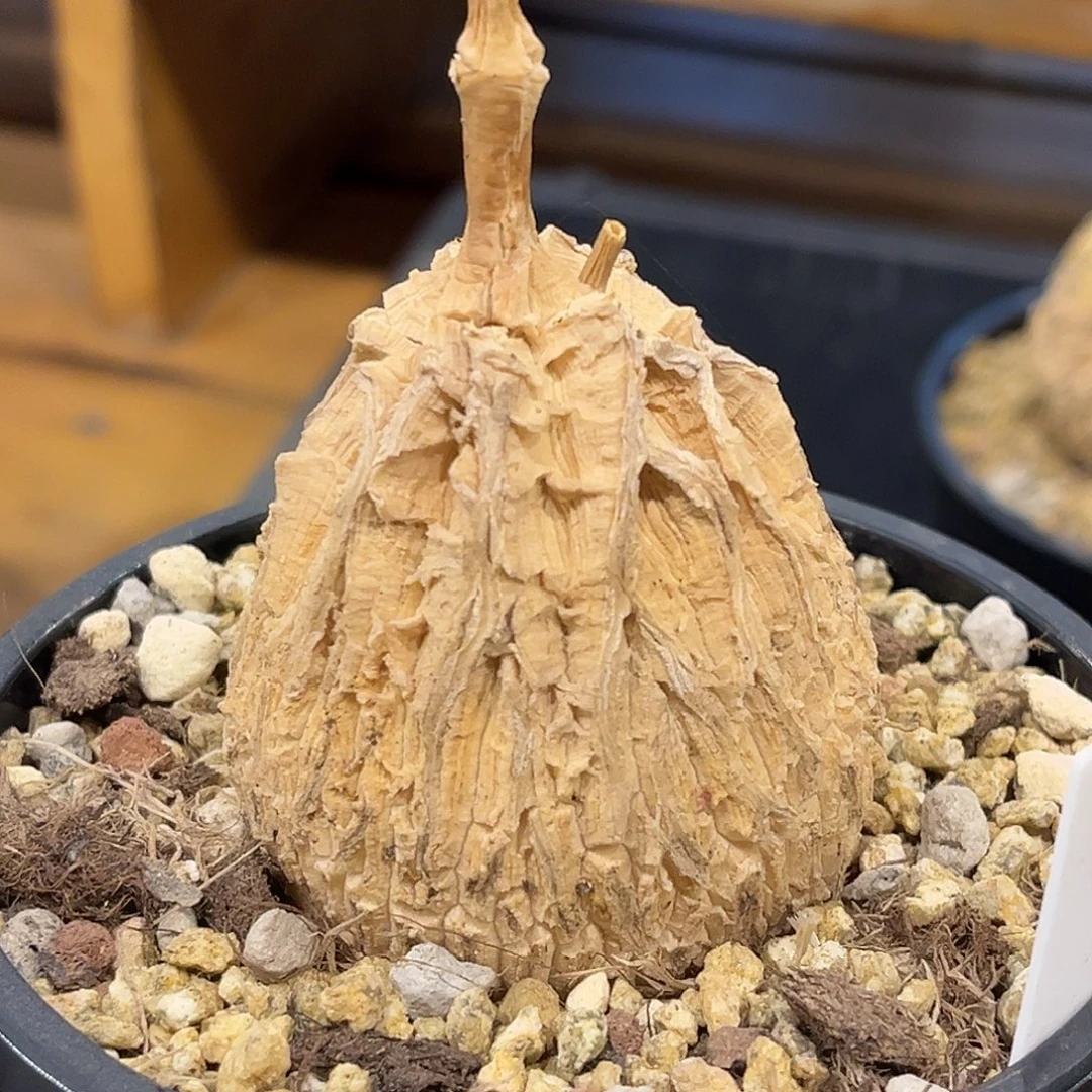 潮流植物 龟甲罗魔