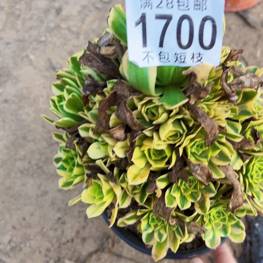 艳宁多肉植物法师1700