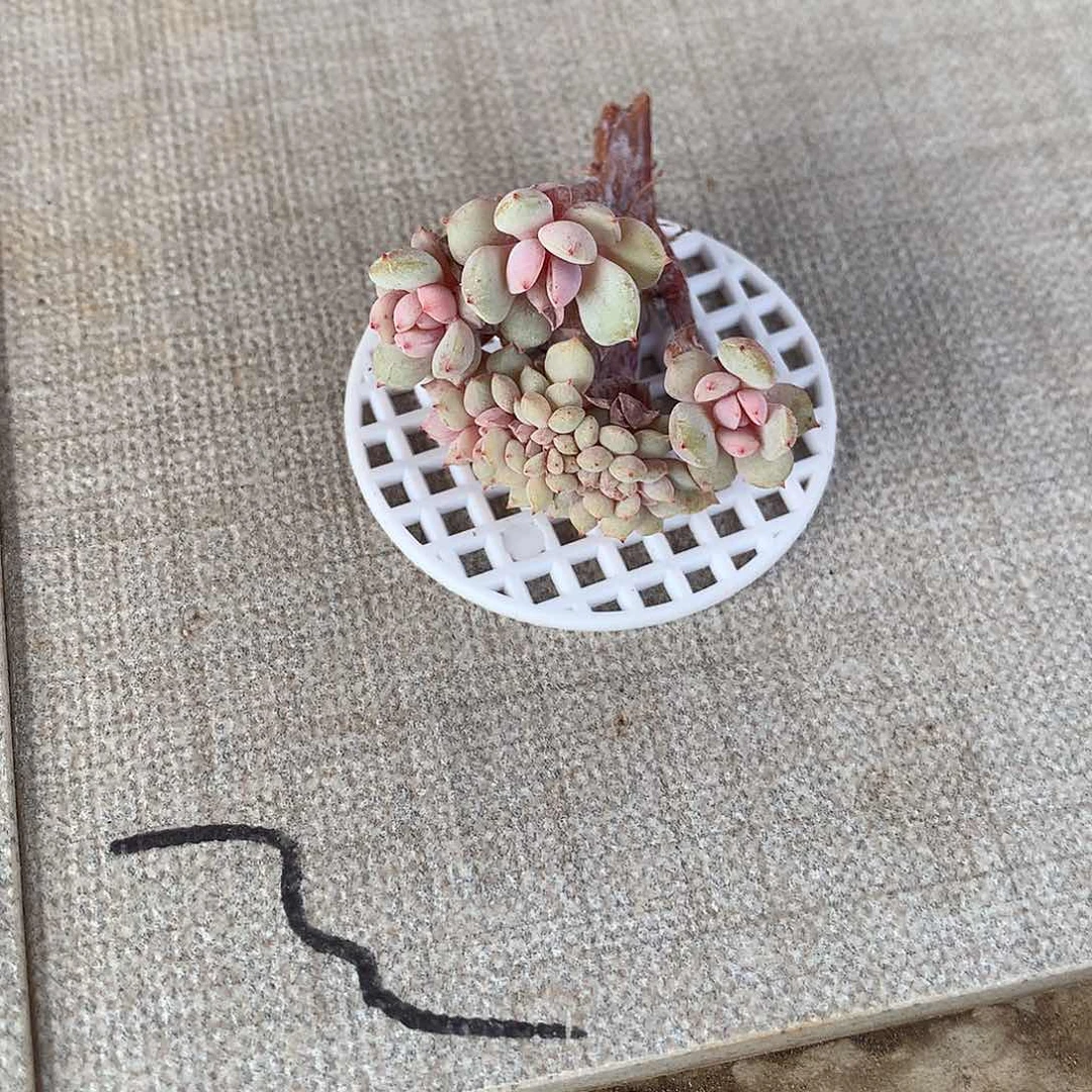 小****圆小酒的小缀化多肉一颗