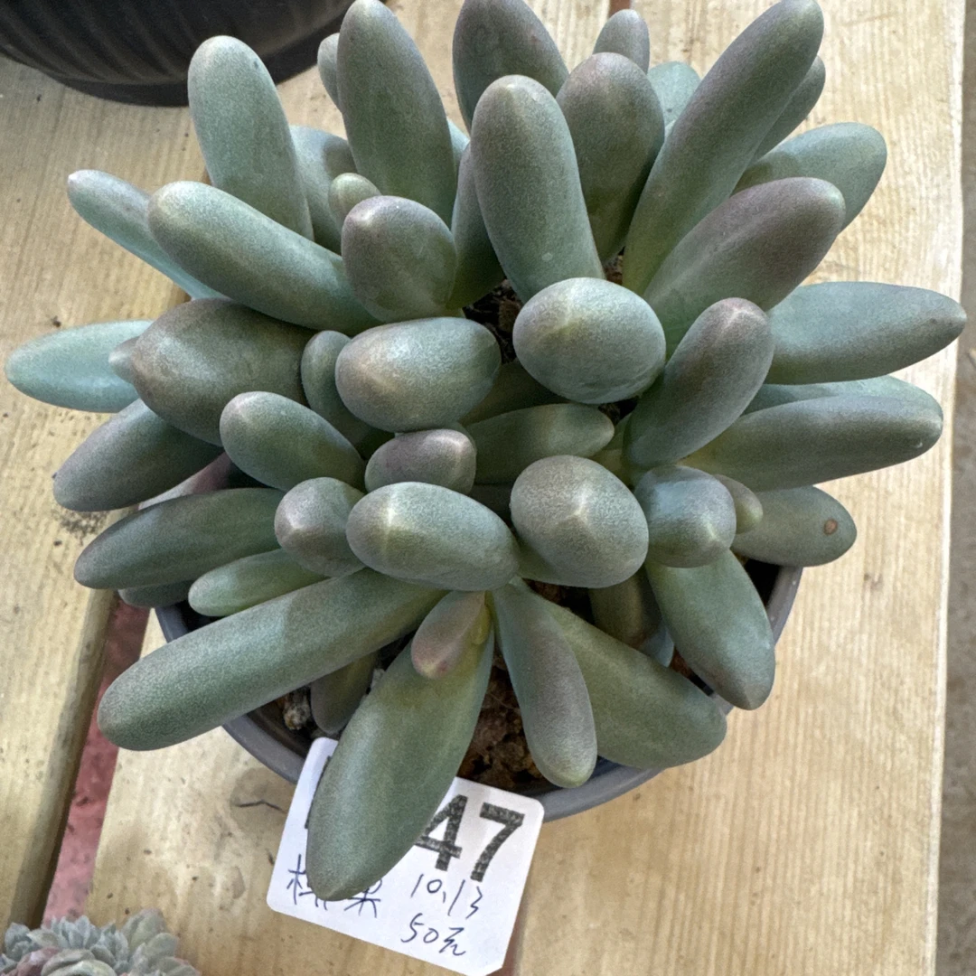 B447，椰果，多肉植物糖果