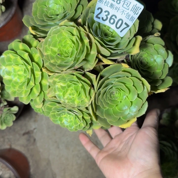 23607南琉璃多肉植物